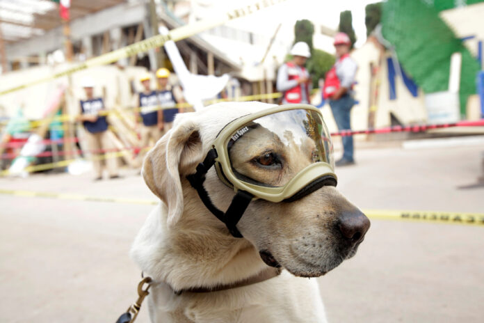 Rescue dog Frida looks on while working after an earthquake in Mexico City