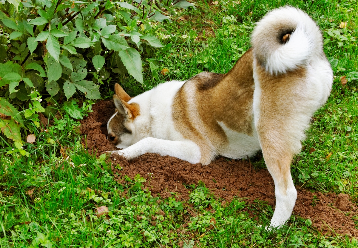 zasto psi kopaju rupe