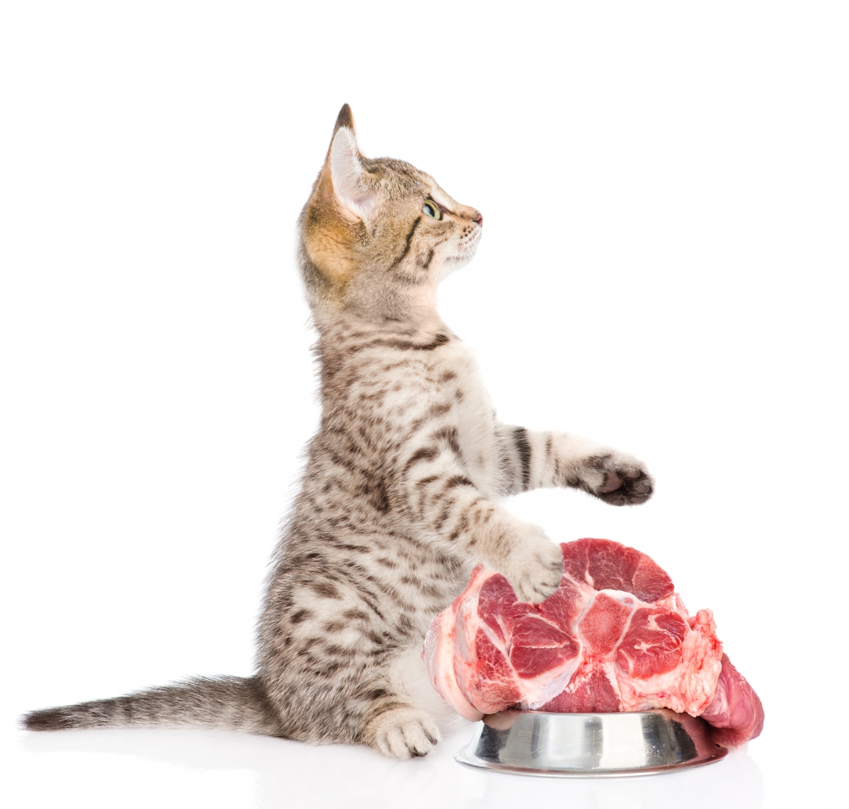 Можно кормить кота сырым мясом. Кошка кушает. Еда для кошек.