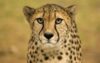 gepard