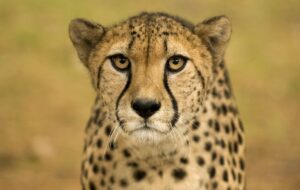 gepard