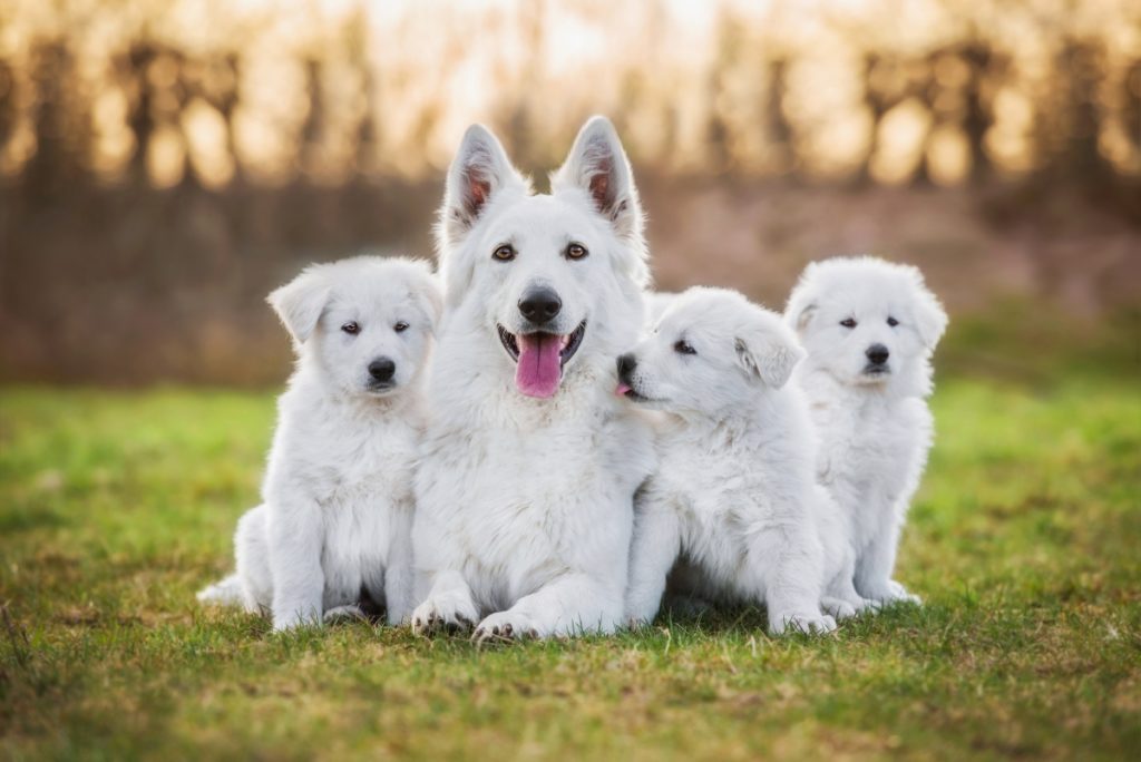 pas i porodica