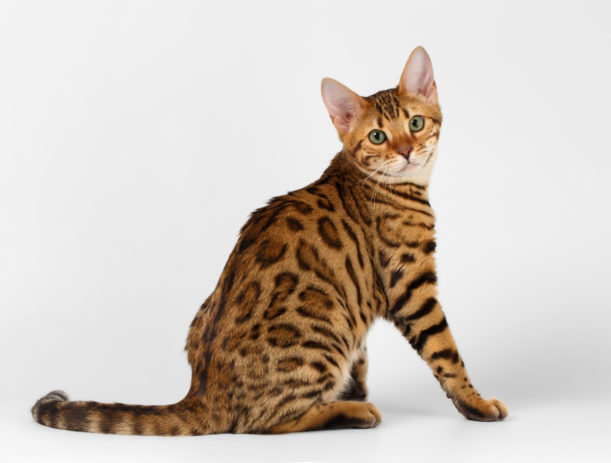 Bengalska mačka: Otmena divljakuša - Pet Magazine