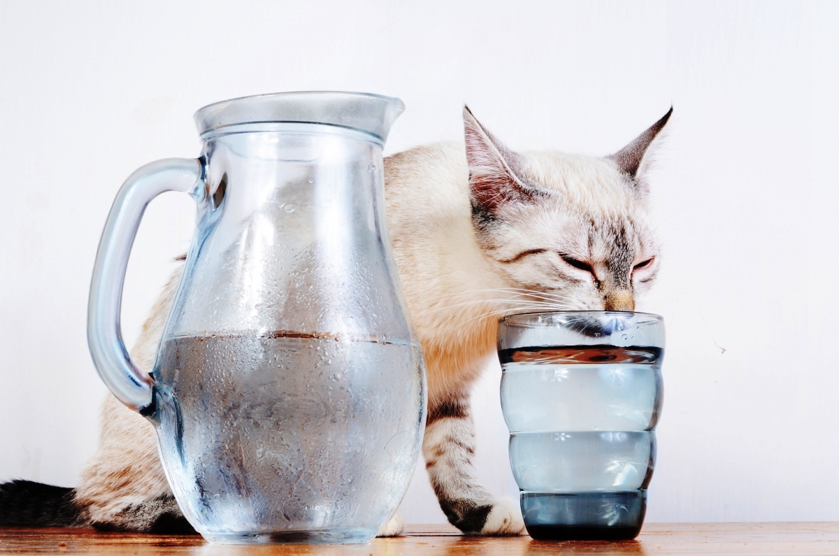 Кошка пьет воду причины. Кот пьет. Кошка пьет воду. Кот лакает воду. Пьющие воду котики.