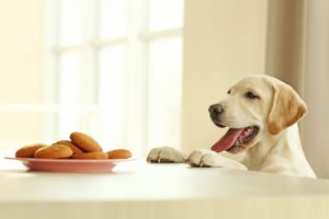 labrador je stalno gladan