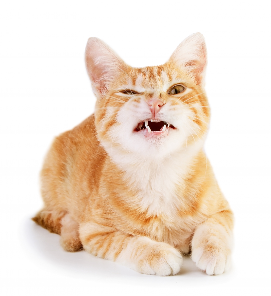 dentalna higijena kod macaka
