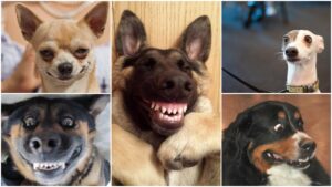 foto konkurs magazina pas