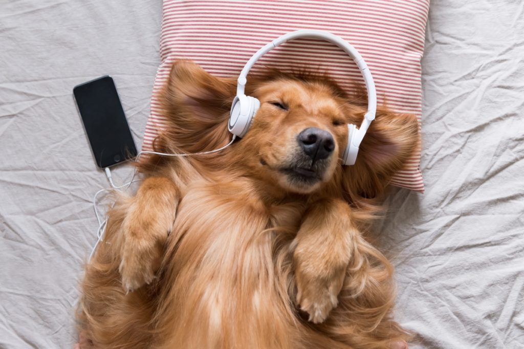 psi vole muziku