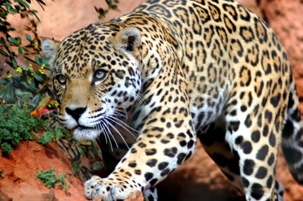 pobegao jaguar