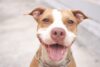 pitbul