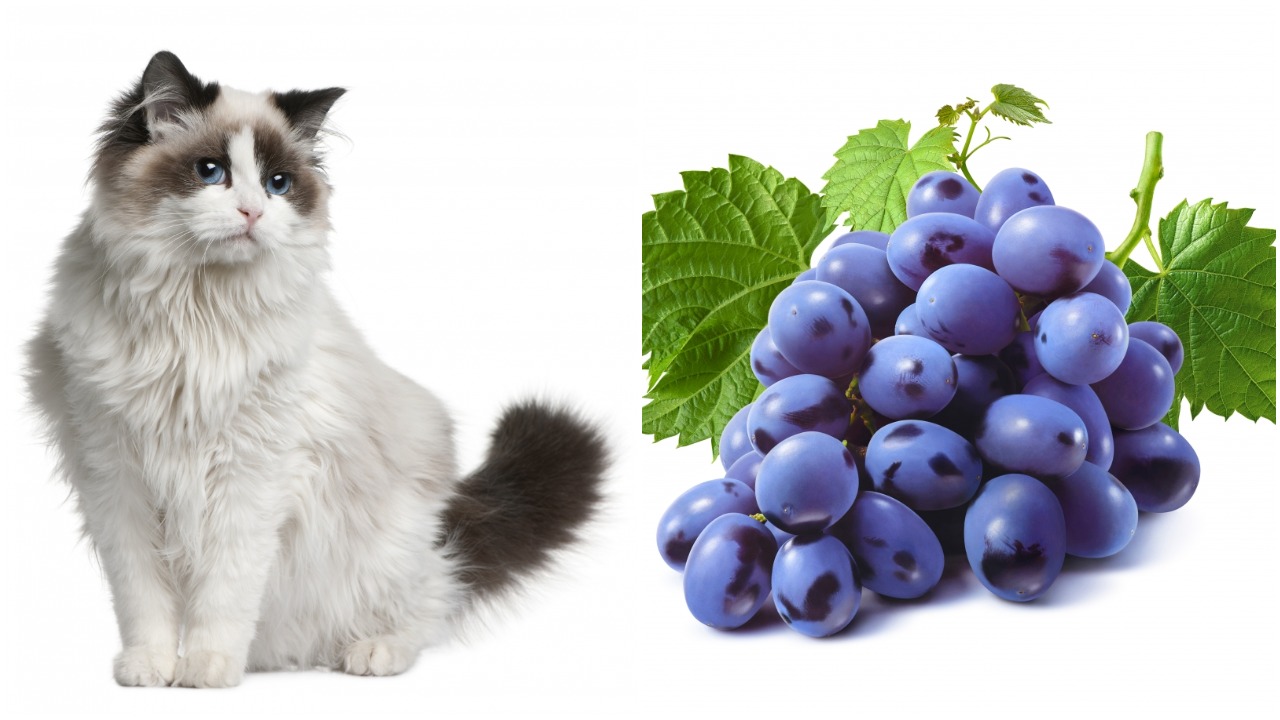 macka i grozdje