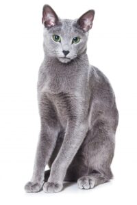 ruska plava mačka