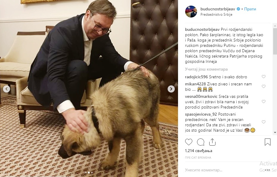 vucic i pako, sarplaninac