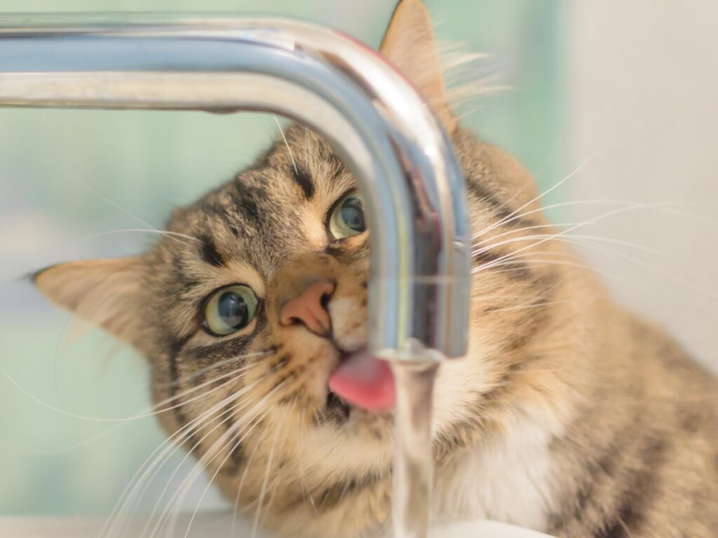 macka pije vodu iz slavine
