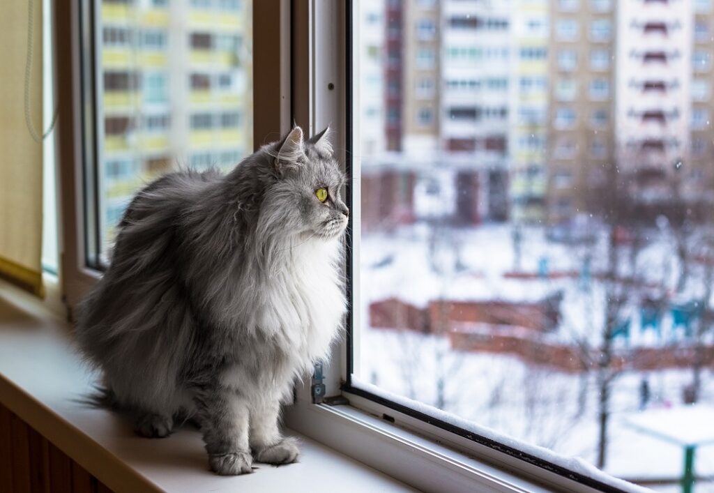 maca gleda kroz prozor