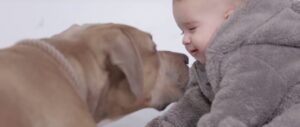 dete i pitbul