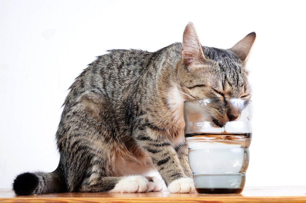 macka pije vodu