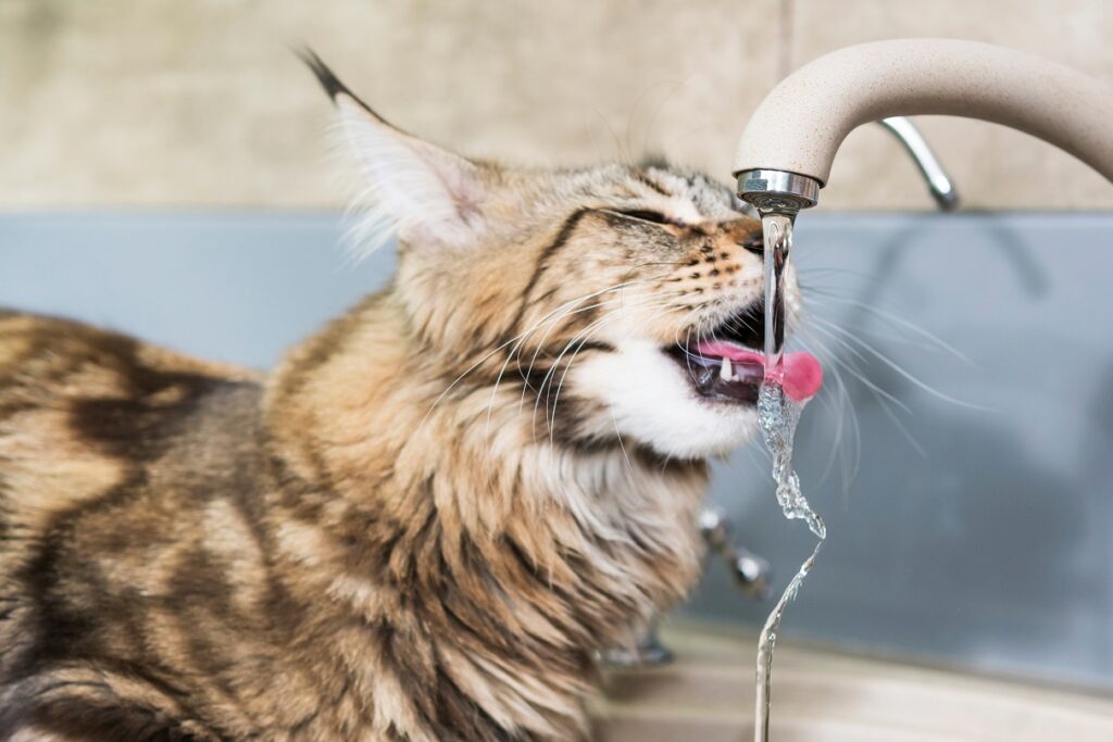macka pije vodu