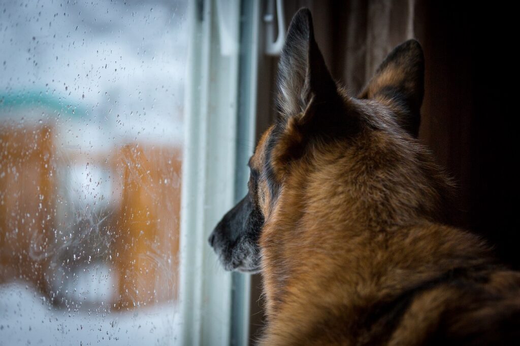 pas gleda kroz prozor
