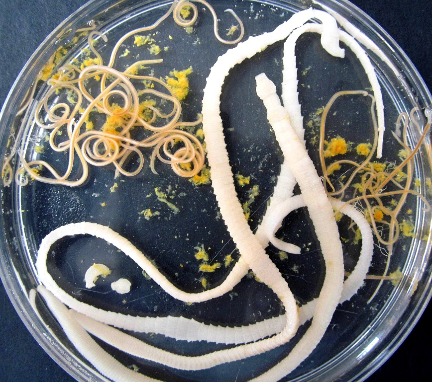 Unutrasnji parazita kód, Giardia bij baby