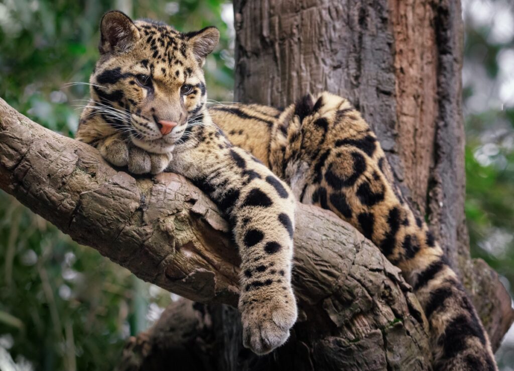 oblacasti leopard