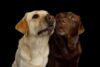 labrador retriver