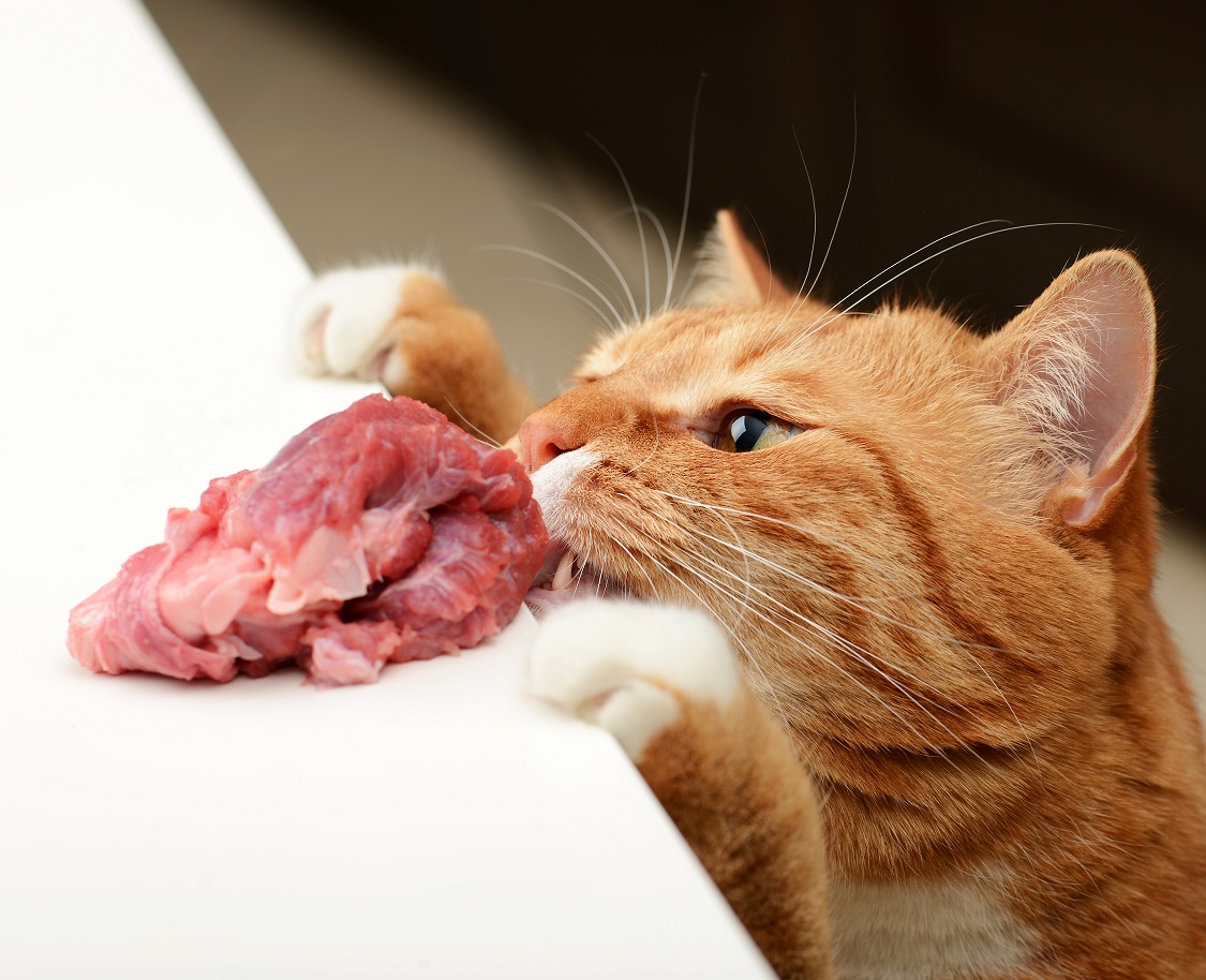 macka jede meso