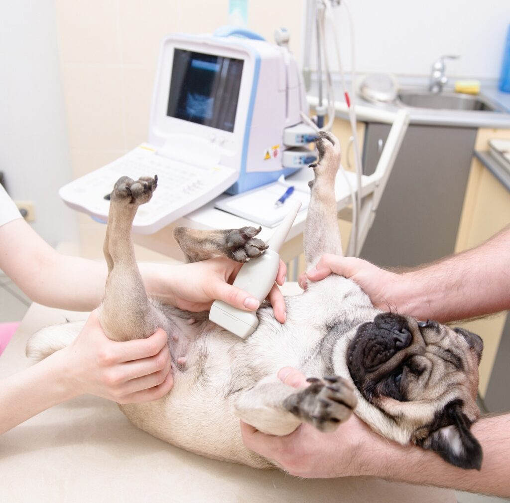 pas na ultrazvuku