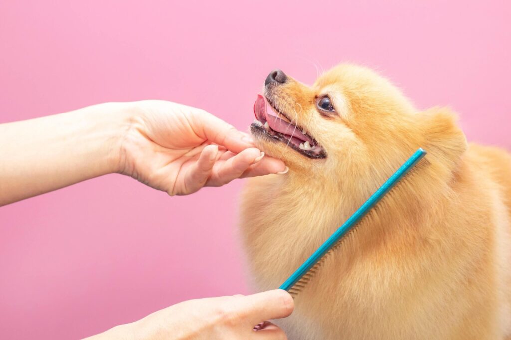 pomeranac