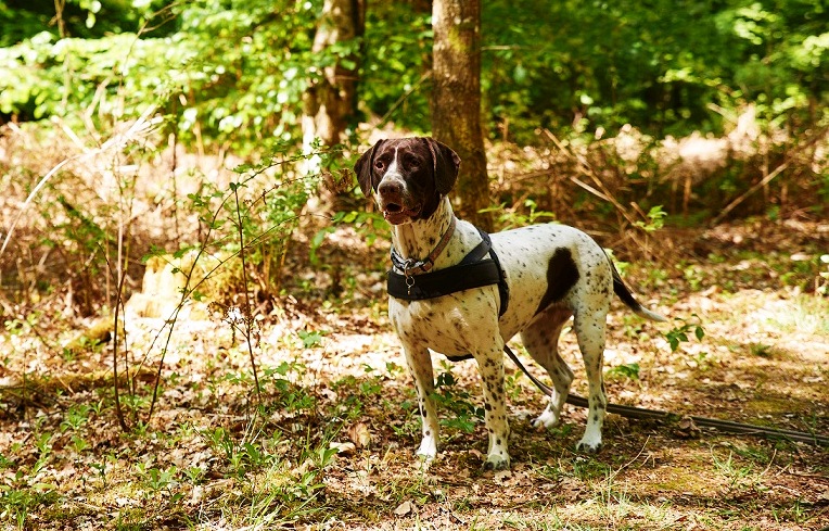 stari danski pointer