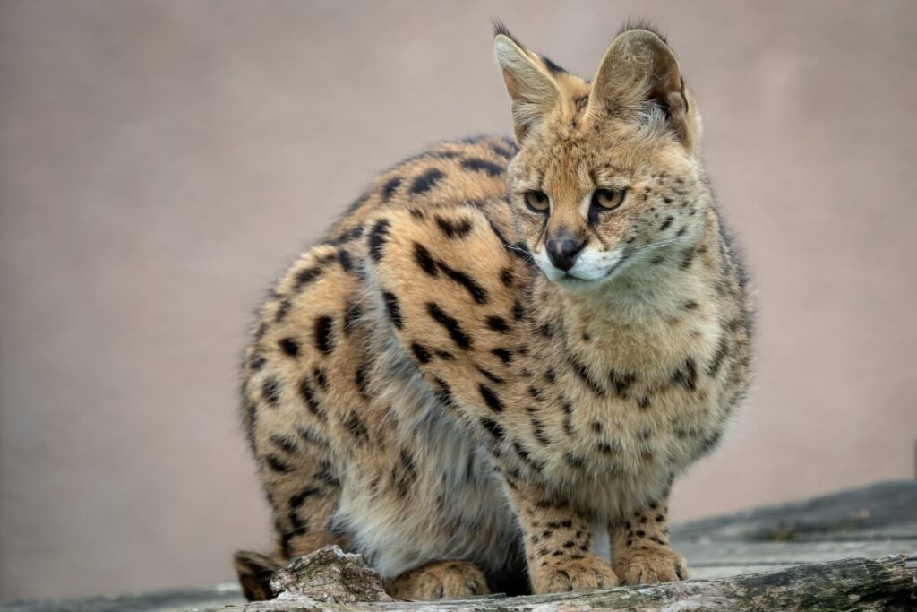africki serval
