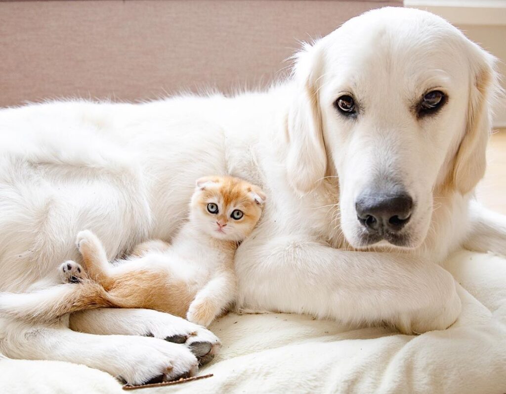 pas i mačka 