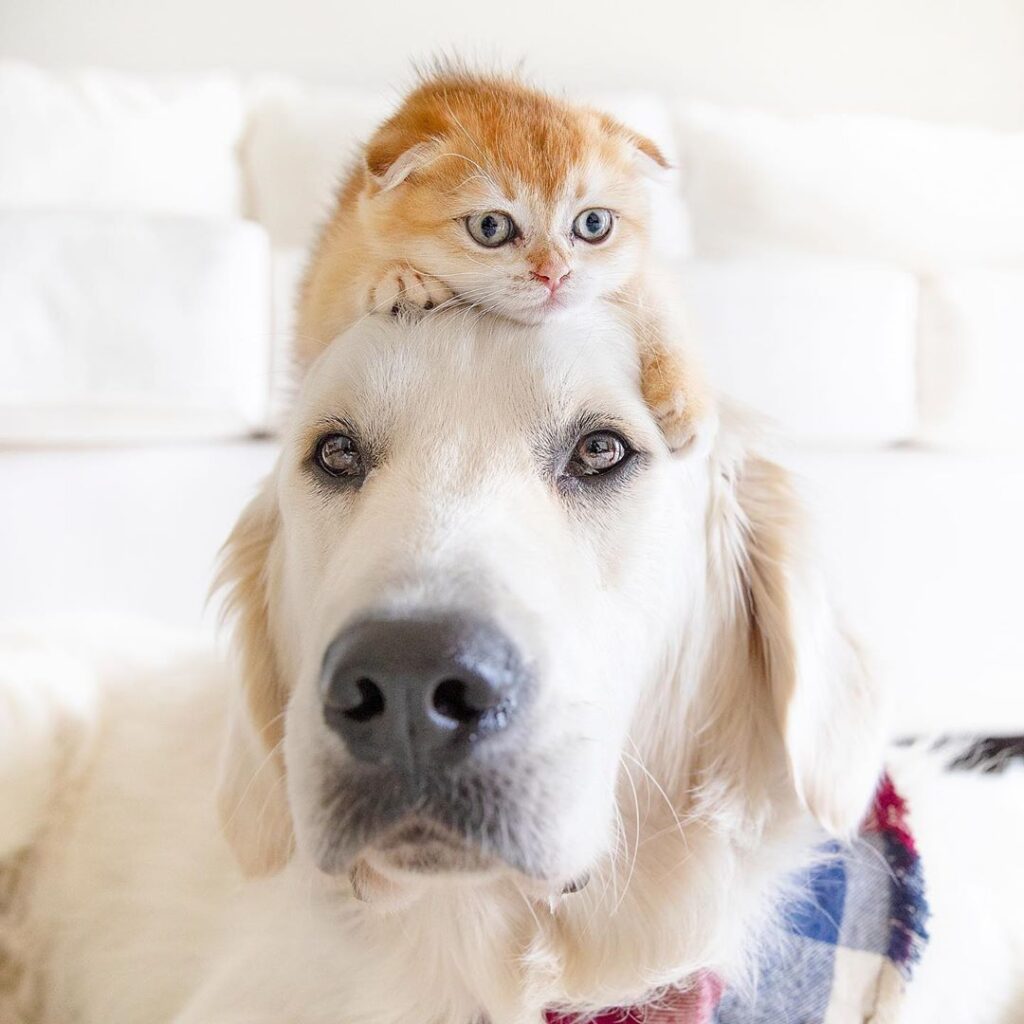 pas i mačka 