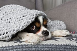 pas pod pokrivačem