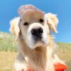 retriver