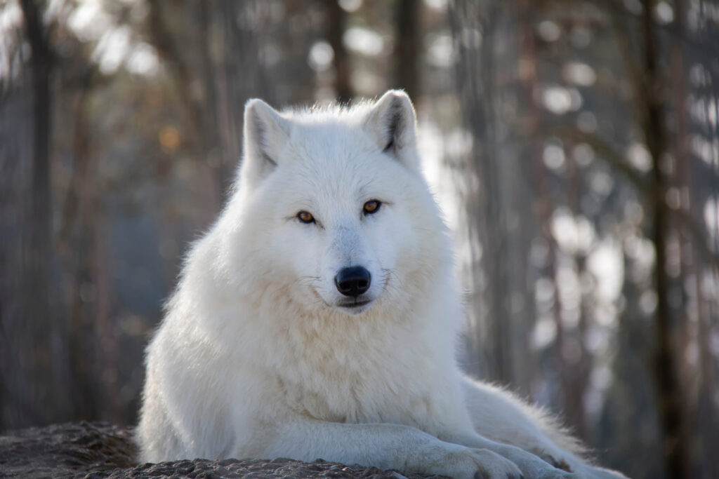 arktički vuk