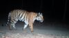 indijski tigar