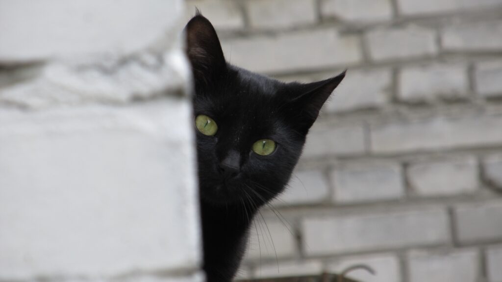 crna mačka viri