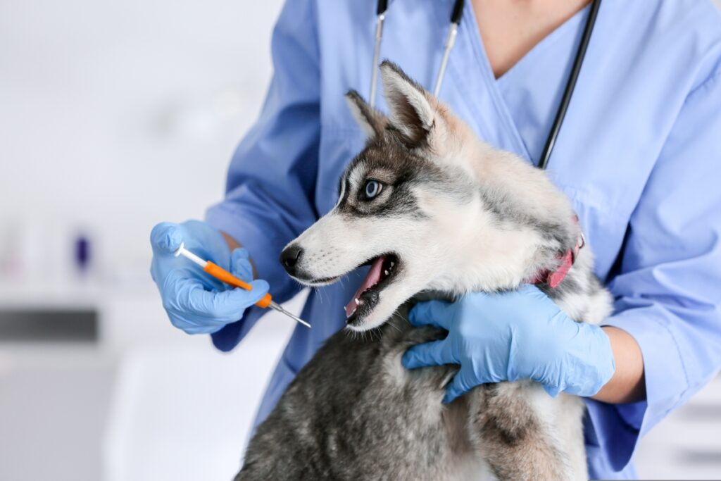 vakcinacija psa