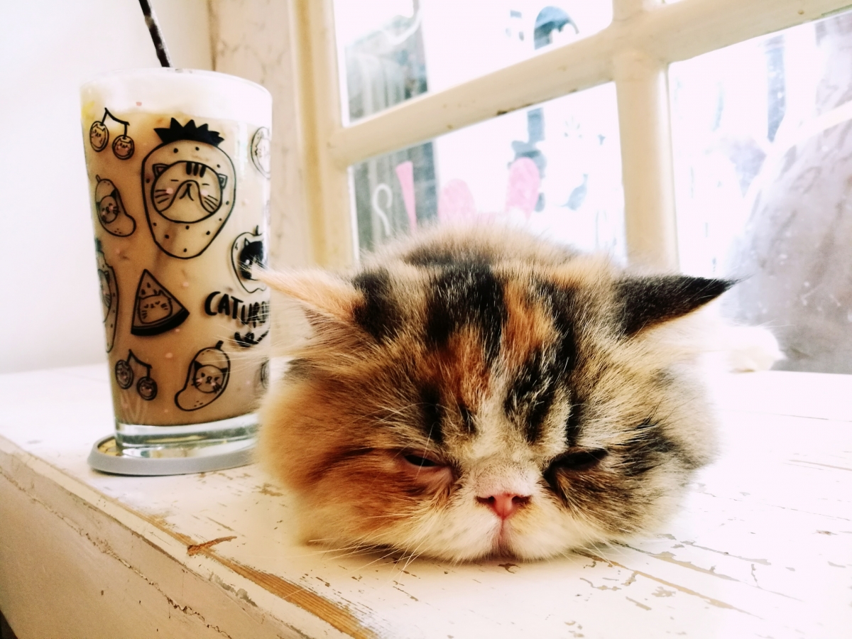 mačka i kafa