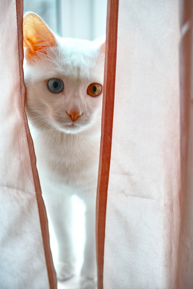 albino mačka