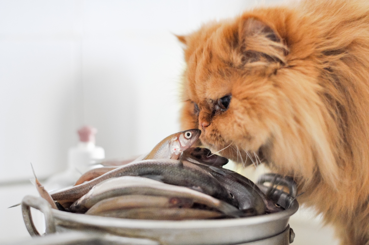 mačka jede sardine