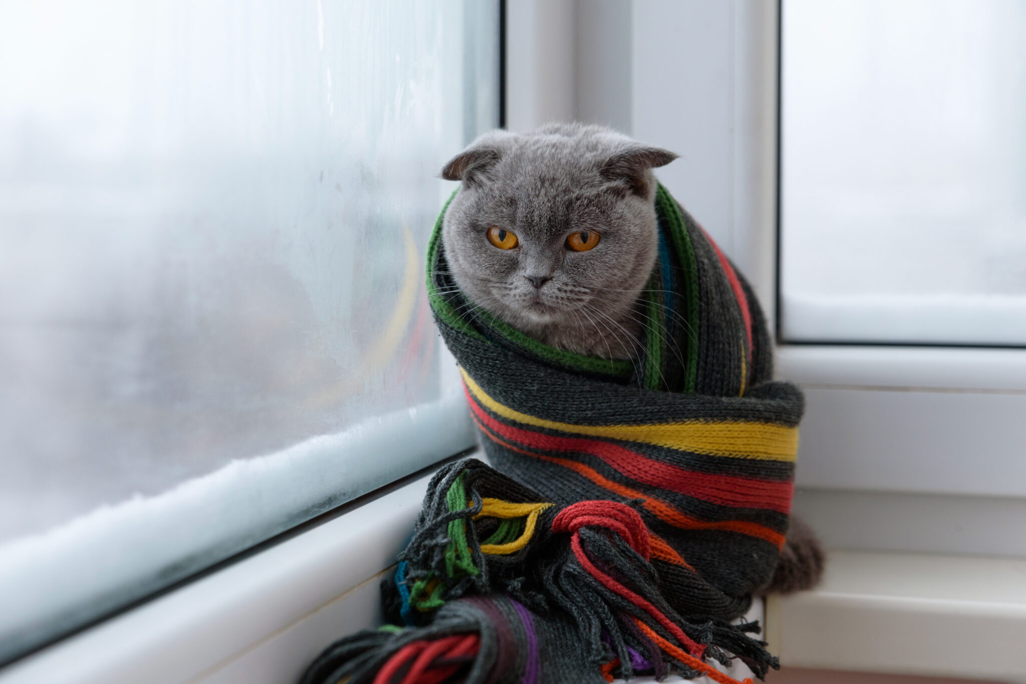 Укутать шарфом. Кот в шарфе. Котик в шарфике. Кот в шарфе грустный. Кот в шапке и шарфе.