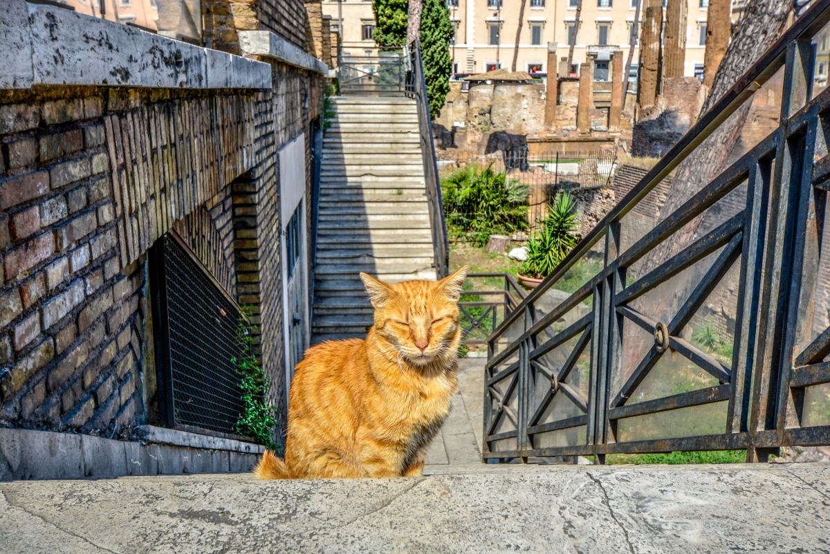 mačka na stepeništu