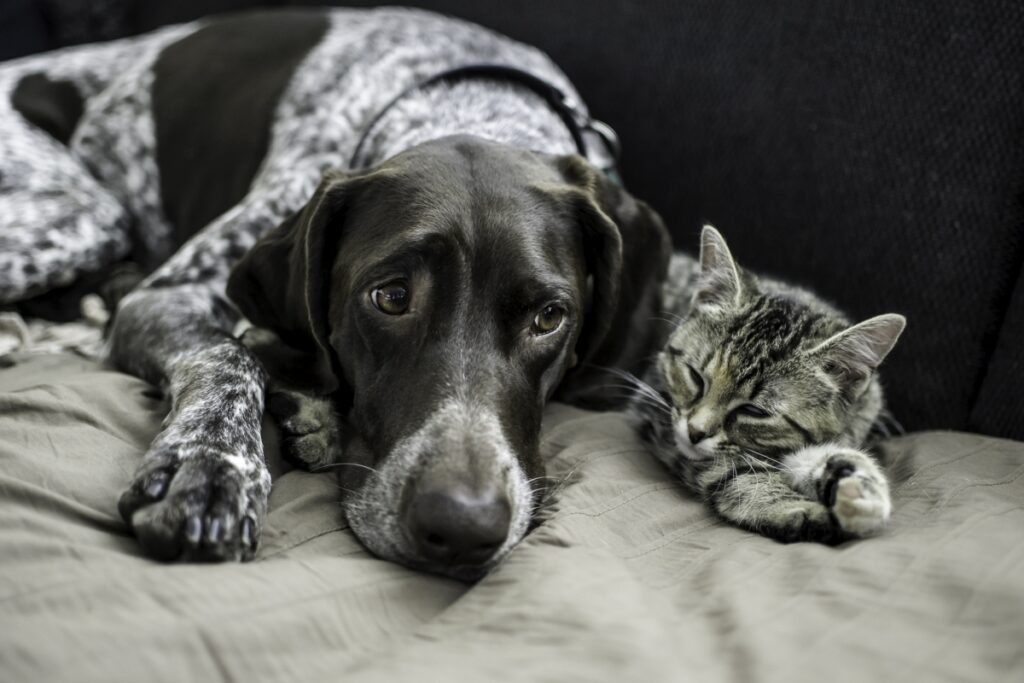 pas i mačka na krevetu