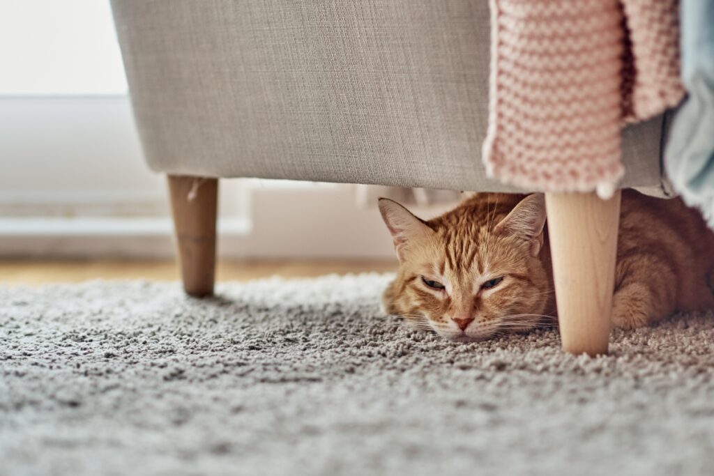 mačka ispod stolice