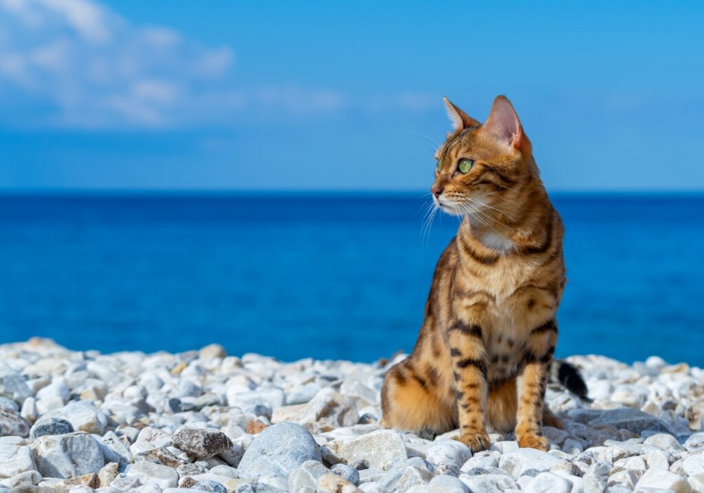 mačka na moru