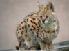 africki serval